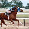 Secretariat : photo Randall Wallace