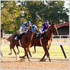 Secretariat : photo Randall Wallace