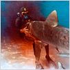El cazador de tiburones : photo Enzo G. Castellari