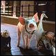 Babe, el cerdito en la ciudad : photo George Miller