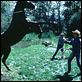 El hombre que susurraba a los caballos : photo Robert Redford