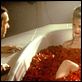 American Beauty