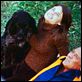 Primavera en otoño : photo Clint Eastwood, Kay Lenz, William Holden