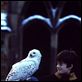 Harry Potter y la Piedra Filosofal : photo Chris Columbus, Daniel Radcliffe