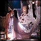 Pinocchio : photo Nicoletta Braschi, Roberto Benigni