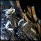 Misterios del océano : photo James Cameron, Steven Quale