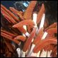 Misterios del océano : photo James Cameron, Steven Quale
