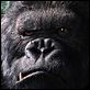 King Kong : photo Peter Jackson