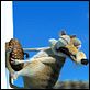 Ice Age 2: El deshielo : photo Carlos Saldanha