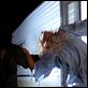 Las colinas tienen ojos : photo Wes Craven