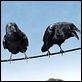<b>Gary Winick</b> Foto  : La telaraña de Carlota