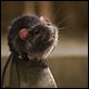 <b>Gary Winick</b> Foto Christophe L  : La telaraña de Carlota