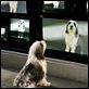 Cariño, estoy hecho un perro : photo Brian Robbins