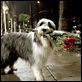 Cariño, estoy hecho un perro : photo Brian Robbins