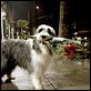 Cariño, estoy hecho un perro : photo Brian Robbins