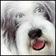 Cariño, estoy hecho un perro : photo Brian Robbins