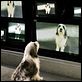 Cariño, estoy hecho un perro : photo Brian Robbins