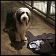 Cariño, estoy hecho un perro : photo Brian Robbins