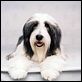 Cariño, estoy hecho un perro : photo Brian Robbins