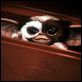 Gremlins : photo Joe Dante