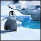 Happy Feet: rompiendo el hielo : photo George Miller