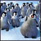 Happy Feet: rompiendo el hielo : photo George Miller
