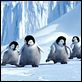 Happy Feet: rompiendo el hielo : photo George Miller