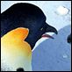 Happy Feet: rompiendo el hielo : photo George Miller