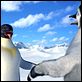 Happy Feet: rompiendo el hielo : photo George Miller