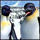Happy Feet: rompiendo el hielo : photo George Miller