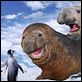 Happy Feet: rompiendo el hielo : photo George Miller