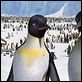 Happy Feet: rompiendo el hielo : photo George Miller