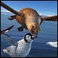 Happy Feet: rompiendo el hielo : photo George Miller