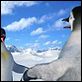 Happy Feet: rompiendo el hielo : photo George Miller
