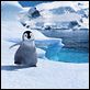 Happy Feet: rompiendo el hielo : photo George Miller
