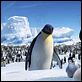 Happy Feet: rompiendo el hielo : photo George Miller