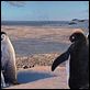 Happy Feet: rompiendo el hielo : photo George Miller
