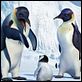 Happy Feet: rompiendo el hielo : photo George Miller