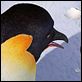 Happy Feet: rompiendo el hielo : photo George Miller