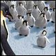 Happy Feet: rompiendo el hielo : photo George Miller