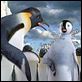 Happy Feet: rompiendo el hielo : photo George Miller