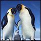 Happy Feet: rompiendo el hielo : photo George Miller