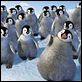Happy Feet: rompiendo el hielo : photo George Miller