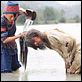 Fearless (Sin miedo) : photo Jet Li, Ronny Yu