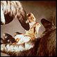 King Kong : photo Jessica Lange, John Guillermin