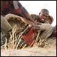 Diamante de sangre : photo Djimon Hounsou, Edward Zwick