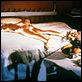 James Bond contra Goldfinger : photo Guy Hamilton, Ian Fleming, Shirley Eaton