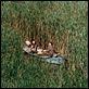 La isla (Seom) : photo Kim Ki-duk