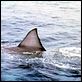 Tiburón : photo Steven Spielberg
