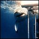 Tiburón : photo Steven Spielberg